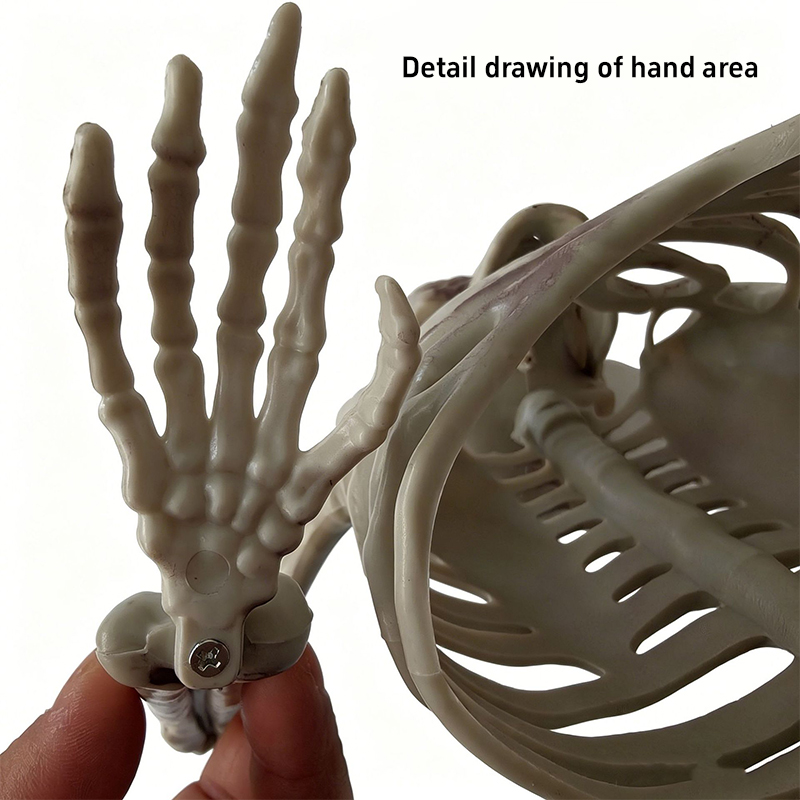 Horror-Halbschädel-Ornament, H – Halloween Skeleton Decoration Bewertung und Preis